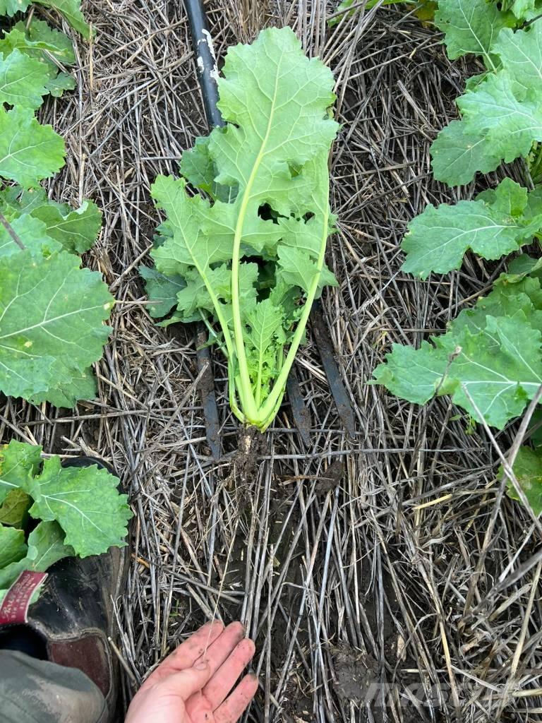 Horsch Focus 6 TD مثاقيب