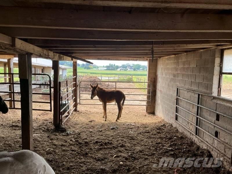  Mule Colt ماكينات وملحقات مواش أخرى