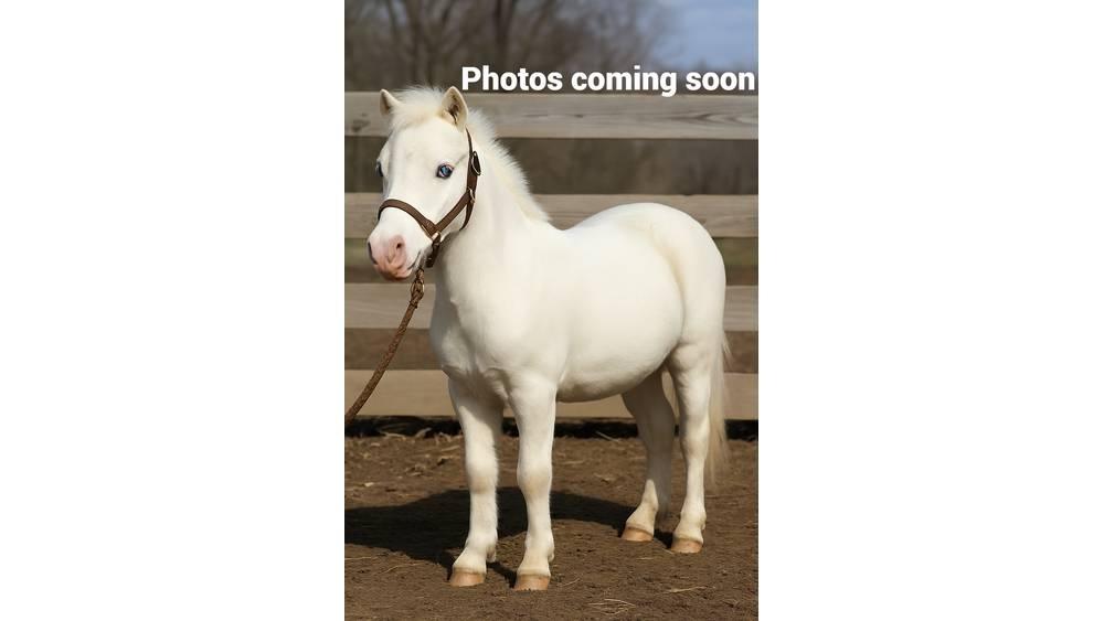 White Pony 40in معدات حلب