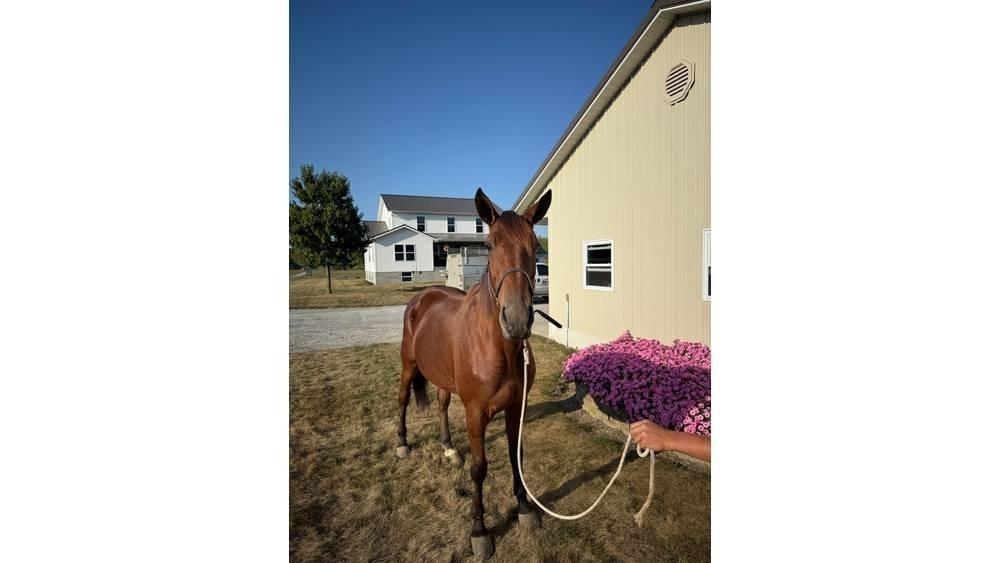  Horse Standardbred ماكينات وملحقات مواش أخرى
