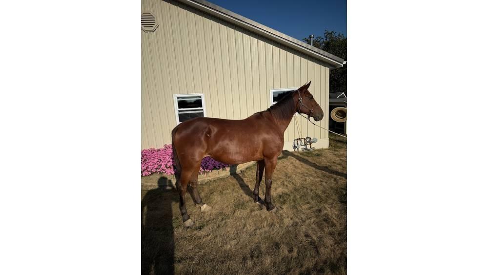  Horse Standardbred ماكينات وملحقات مواش أخرى