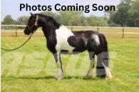  Horse Standardbred ماكينات وملحقات مواش أخرى