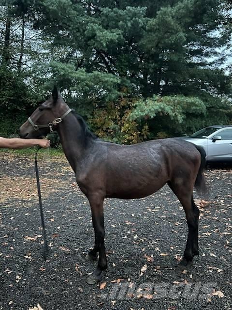  Horse Standardbred ماكينات وملحقات مواش أخرى