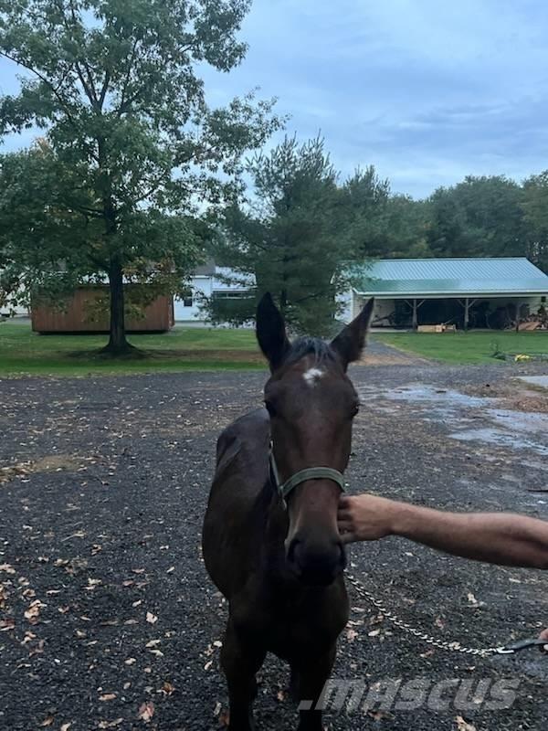  Horse Standardbred ماكينات وملحقات مواش أخرى