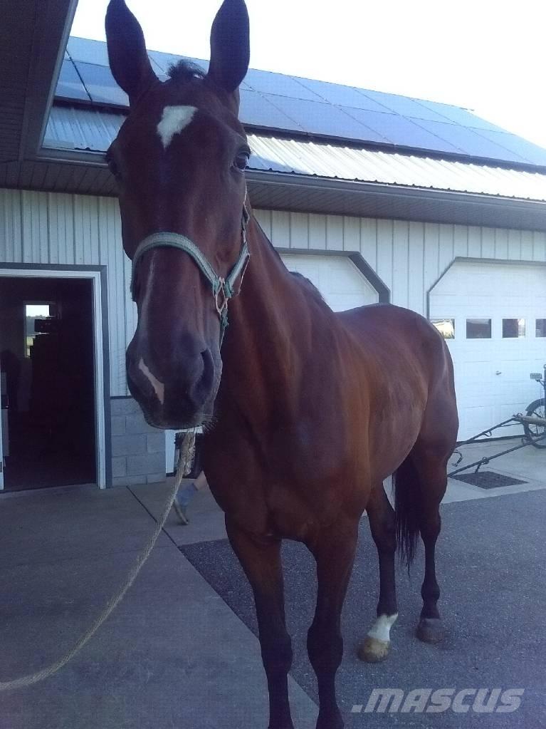  Standardbred Gelding معدات حلب