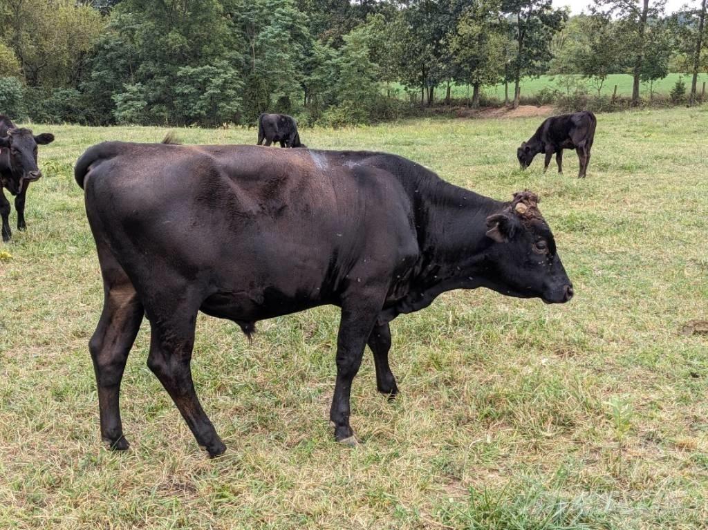 Bull (Organic Farm) معدات حلب