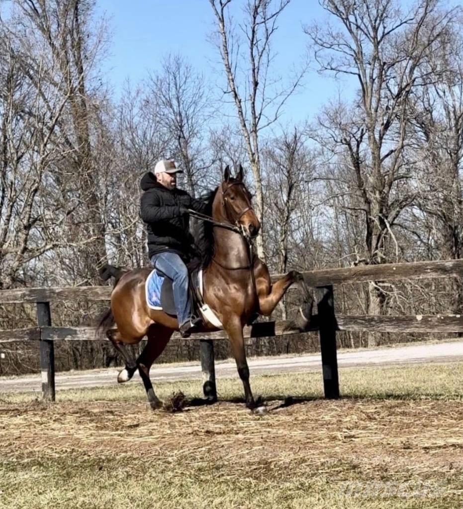  Horse Saddlebred ماكينات وملحقات مواش أخرى