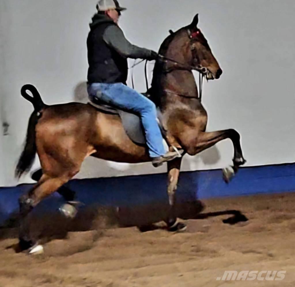  Horse Saddlebred ماكينات وملحقات مواش أخرى