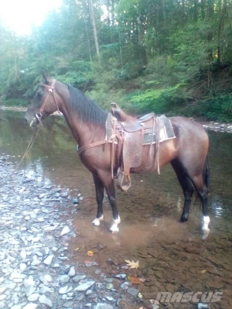  Horse Standaredbred ماكينات وملحقات مواش أخرى