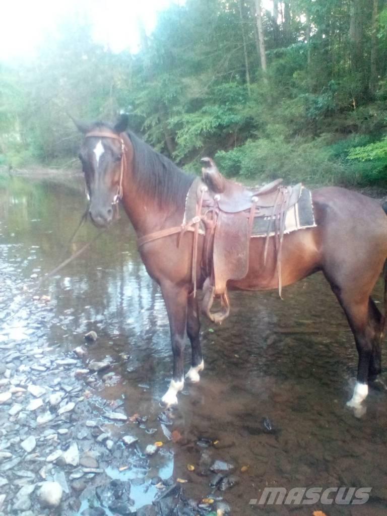  Horse Standaredbred ماكينات وملحقات مواش أخرى