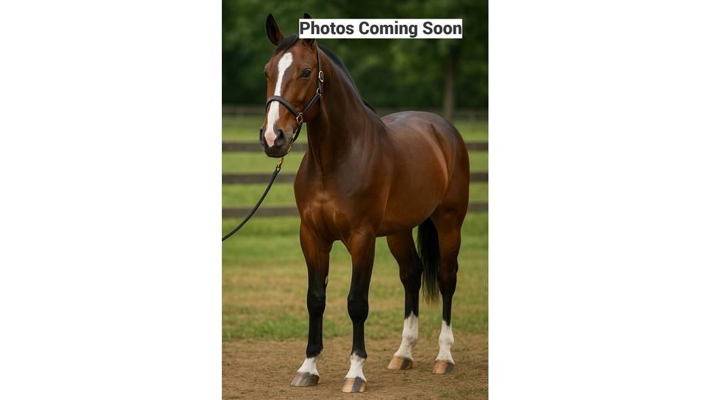  Horse Family ماكينات وملحقات مواش أخرى