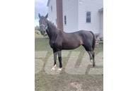  Horse Mare ماكينات وملحقات مواش أخرى