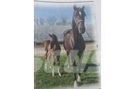  Horse Mare ماكينات وملحقات مواش أخرى