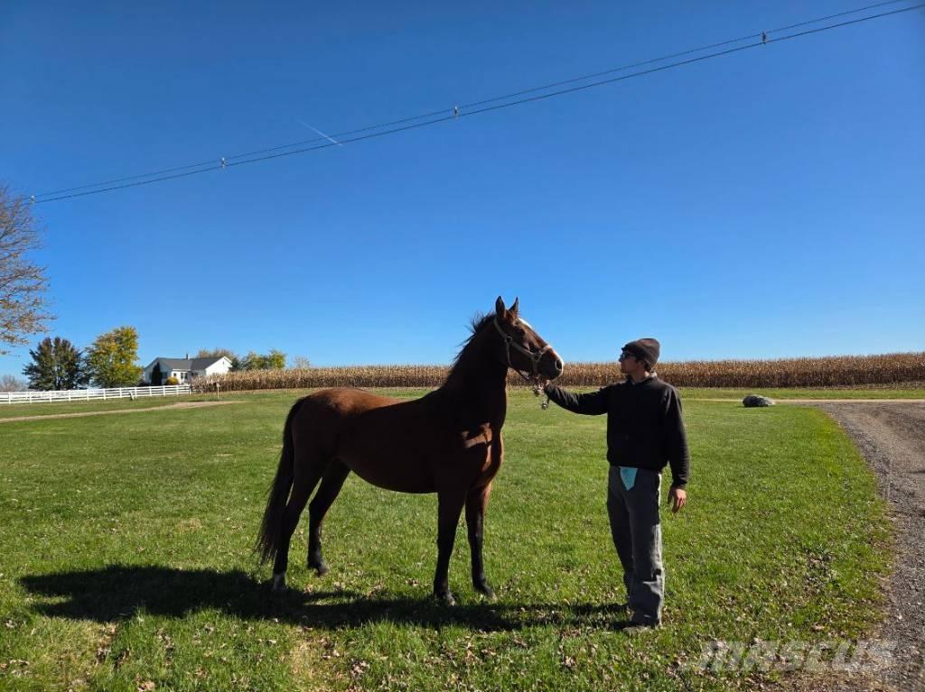  Horse Mare ماكينات وملحقات مواش أخرى