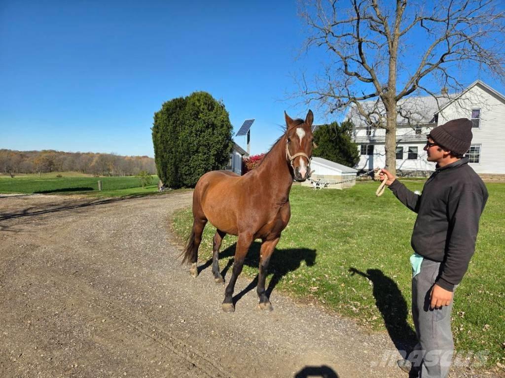  Horse Mare ماكينات وملحقات مواش أخرى