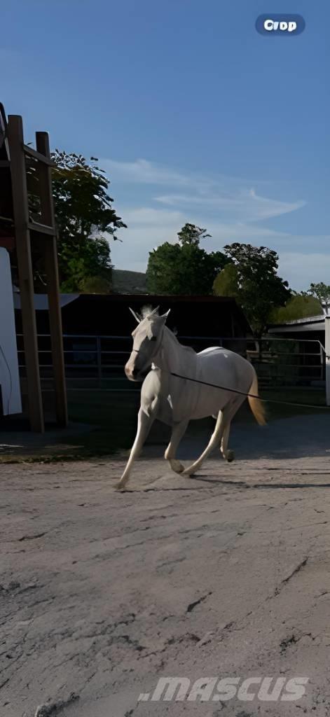  Horse Mare ماكينات وملحقات مواش أخرى
