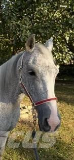  Horse Mare ماكينات وملحقات مواش أخرى