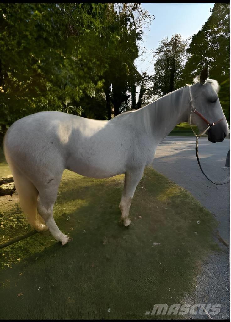  Horse Mare ماكينات وملحقات مواش أخرى