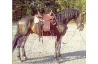  Horse Gelding ماكينات وملحقات مواش أخرى