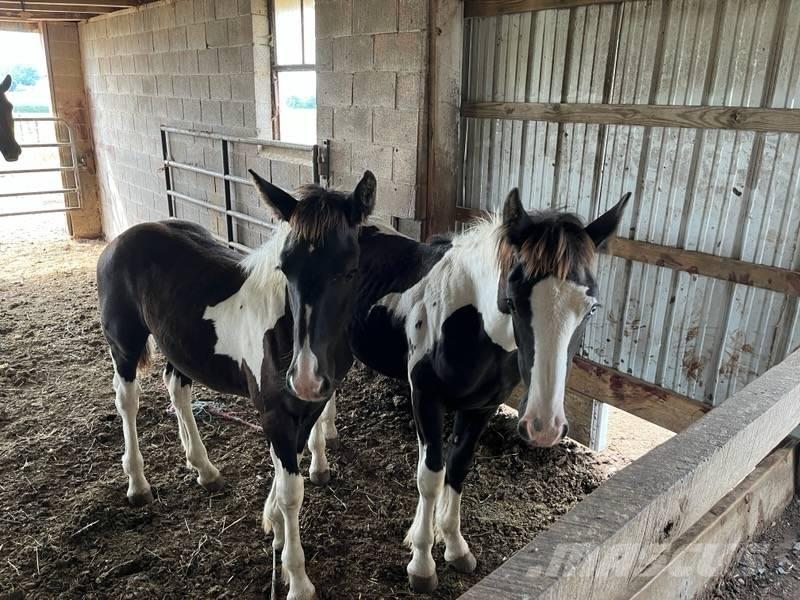  Horse Male ماكينات وملحقات مواش أخرى