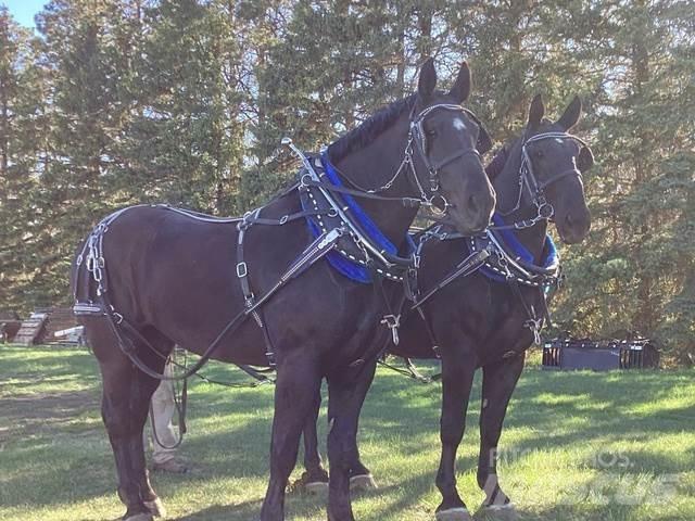  Percheron Team أخرى