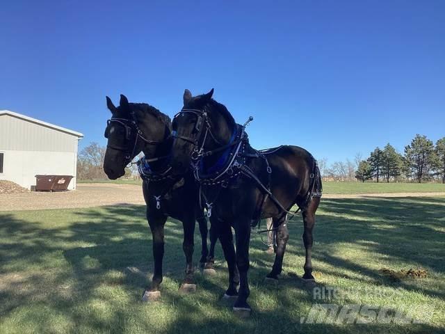  Percheron Team أخرى